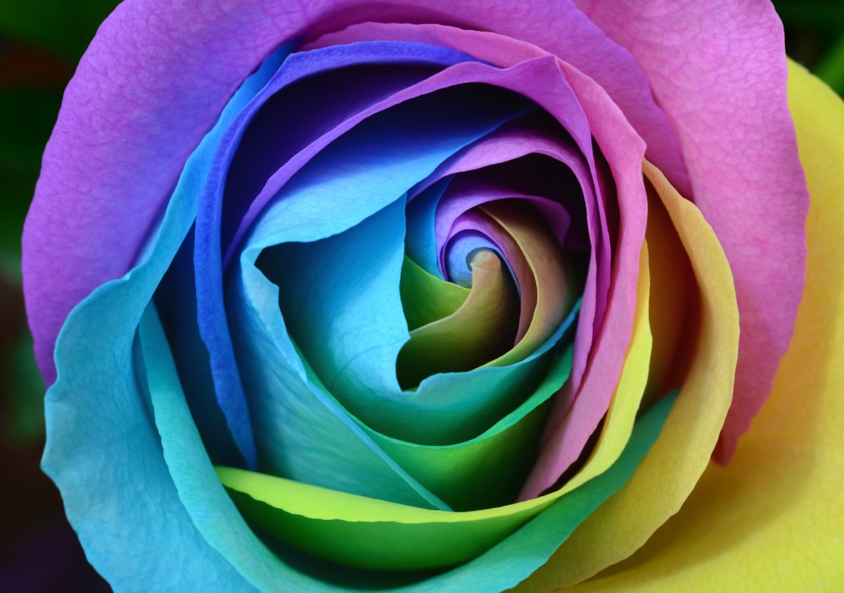 An image of a colorful flower